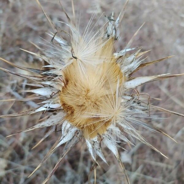 Silybum marianum Flower