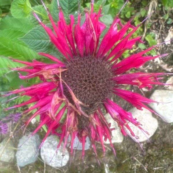 Monarda didyma 花