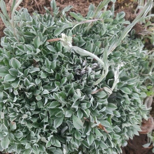 Antennaria alpina 葉