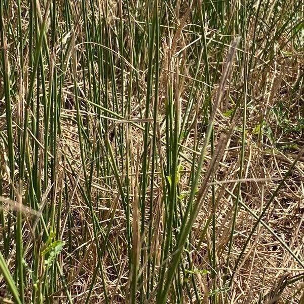 Juncus rigidus Blad