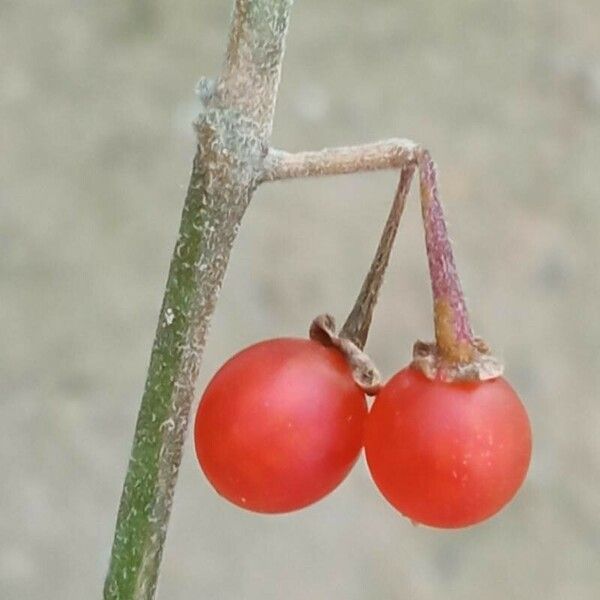 Solanum villosum Frucht