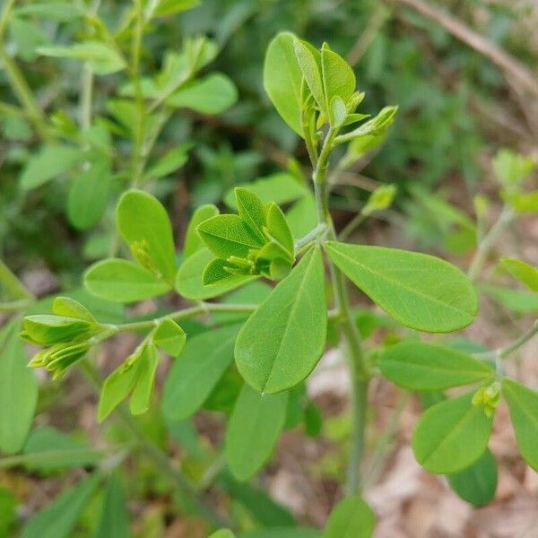 Baptisia tinctoria Lehti