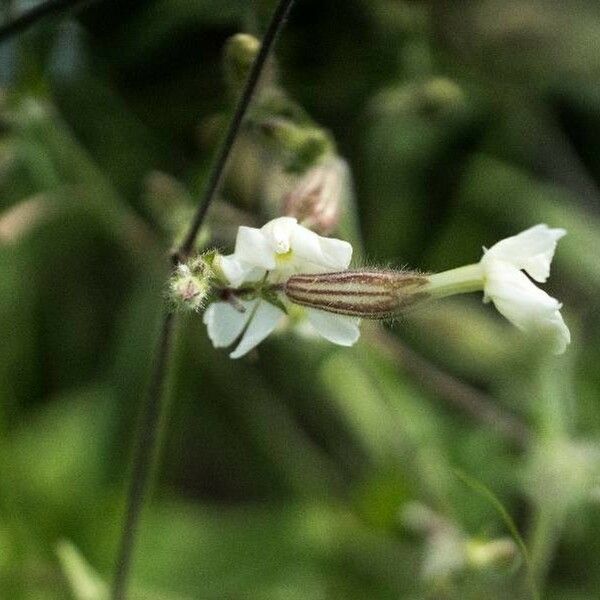 Silene secundiflora Fleur