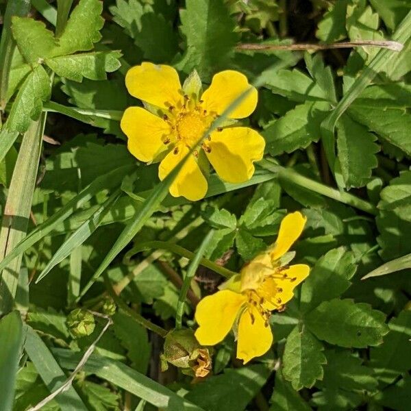 Potentilla reptans Flor