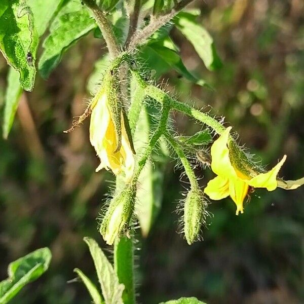 Solanum lycopersicum Blatt