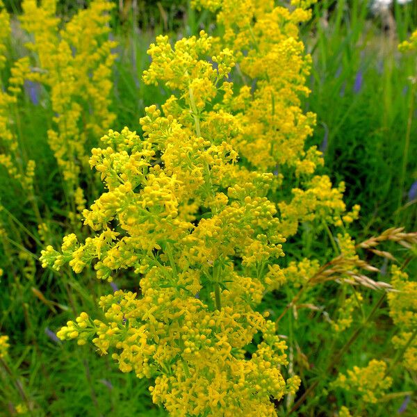 Galium verum Flors