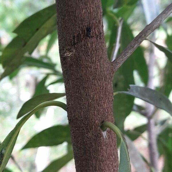 Sapindus saponaria Bark