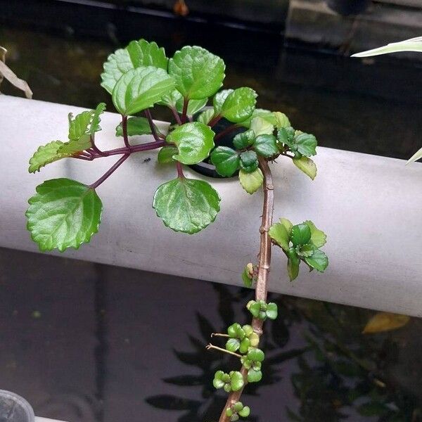 Plectranthus verticillatus Лист