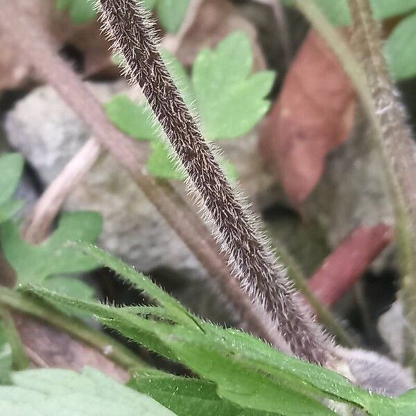 Ranunculus repens Bark