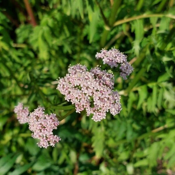 Valeriana officinalis Fiore