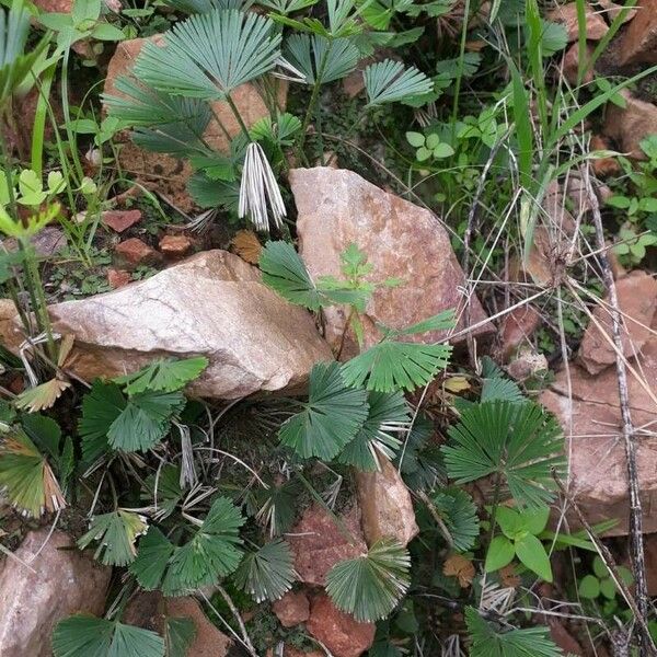 Actiniopteris radiata Leaf