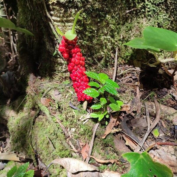 Anthurium gracile Плод