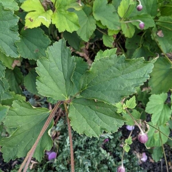 Eriocapitella hupehensis Leaf