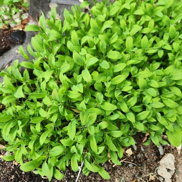 Lepidium sativum Leaf