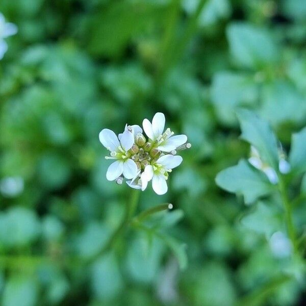 Cardamine flexuosa Flors