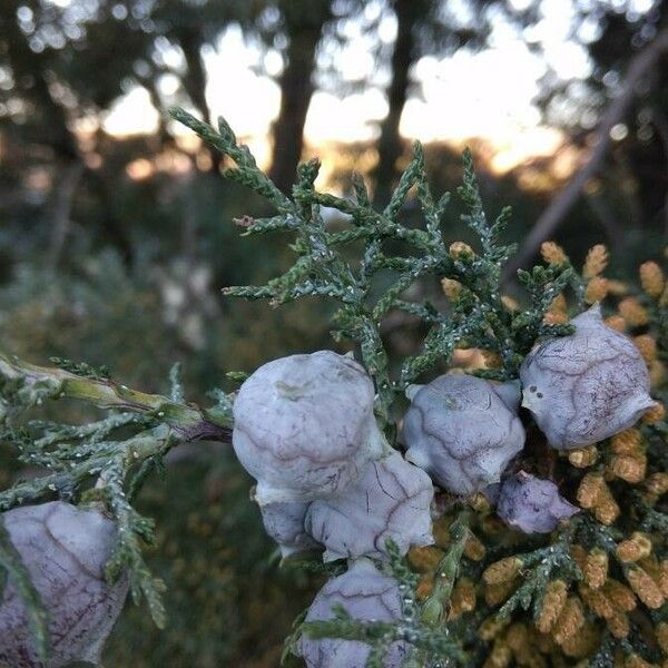 Cupressus arizonica Vaisius