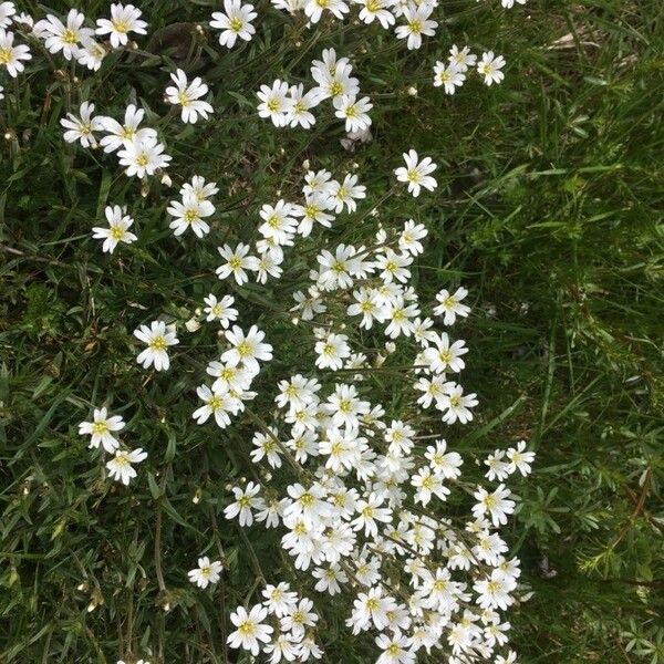 Cerastium arvense Flor