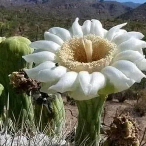 Carnegiea gigantea Blodyn