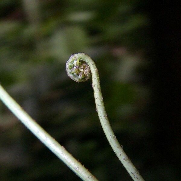 Asplenium bipartitum Övriga