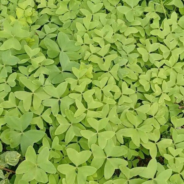 Oxalis latifolia Habitus