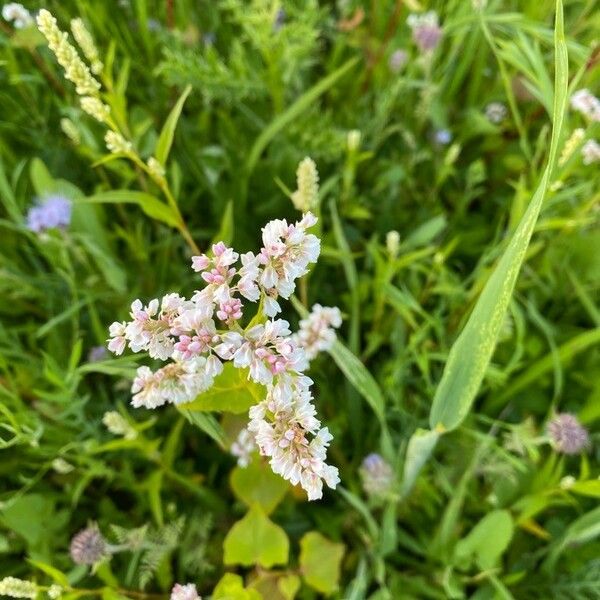 Fagopyrum esculentum Flor