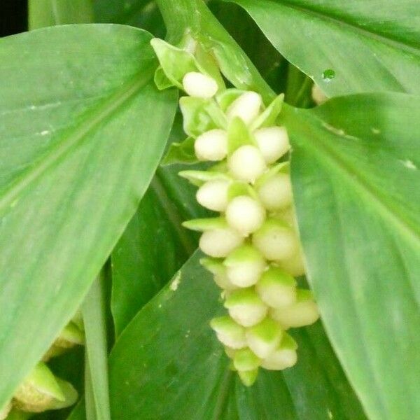 Curcuma longa Fruto