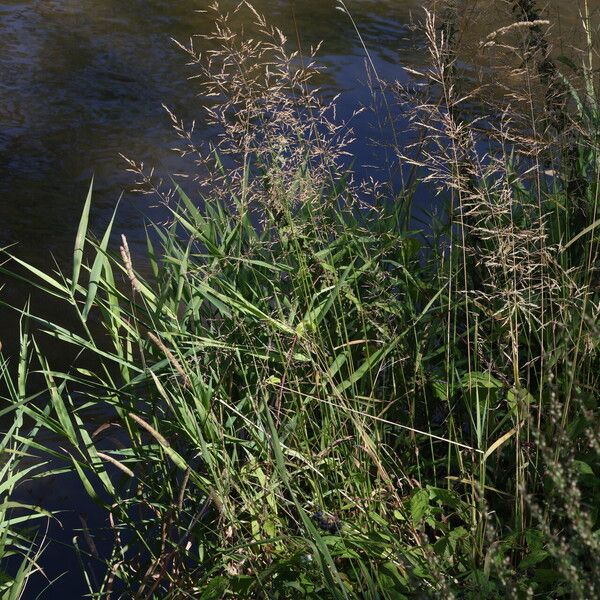 Agrostis gigantea 整株植物