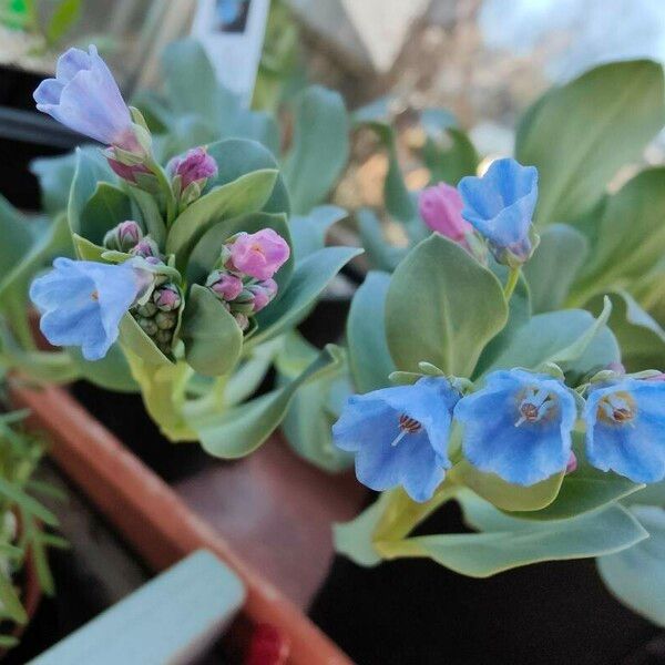 Mertensia maritima Λουλούδι