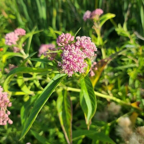 Asclepias incarnata Цвят