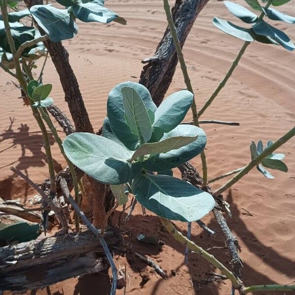 Calotropis procera Leaf