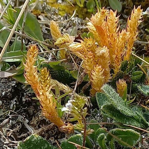 Selaginella selaginoides Flower