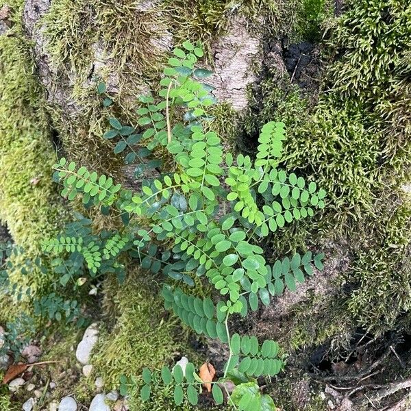 Vicia sylvatica List