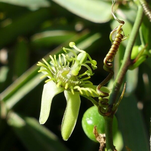 Passiflora suberosa Çiçek