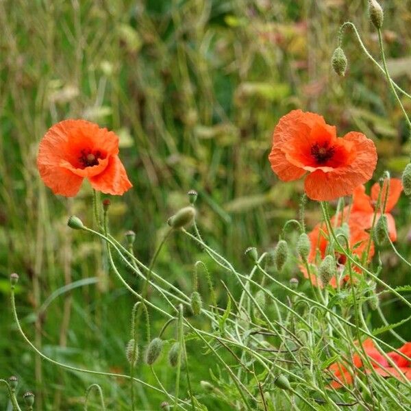 Papaver dubium Other