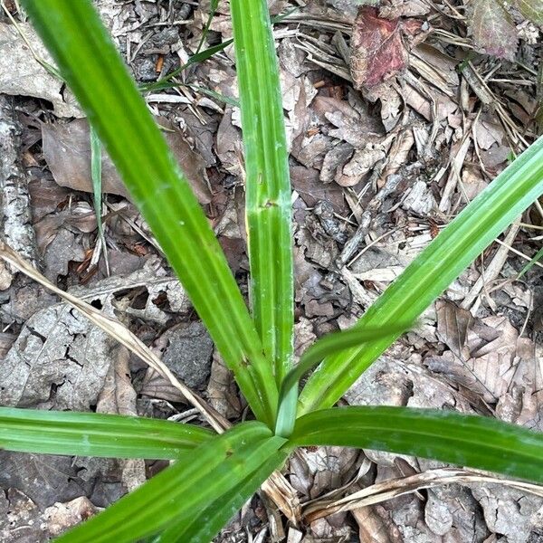 Carex pendula Лист