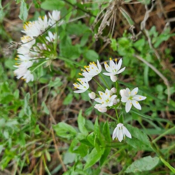 Allium subvillosum Kukka