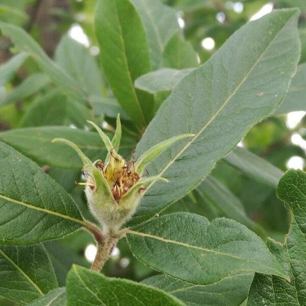 Mespilus germanica Frukt