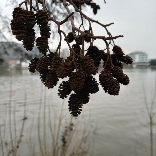 Alnus glutinosa फल