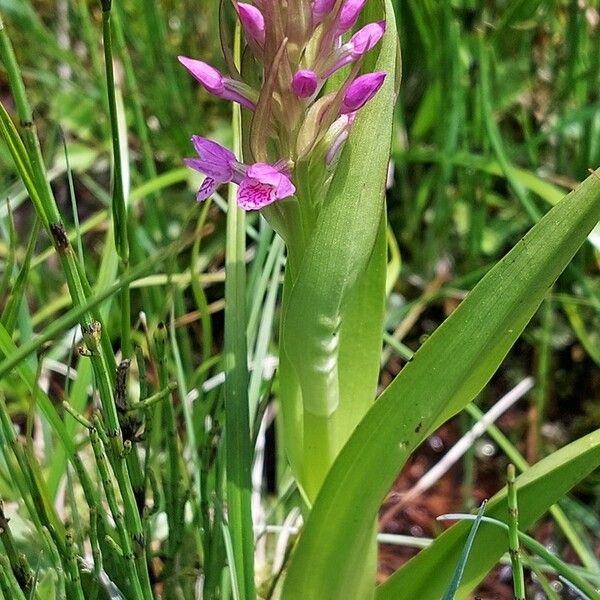 Dactylorhiza incarnata Λουλούδι