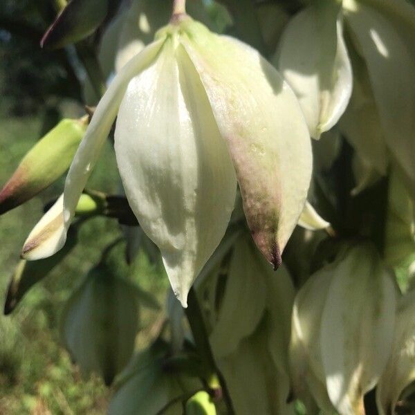 Yucca filamentosa Flower