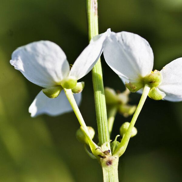 Aquarius cordifolius Flower