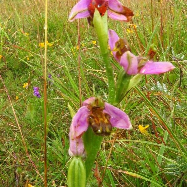 Ophrys apifera ᱵᱟᱦᱟ