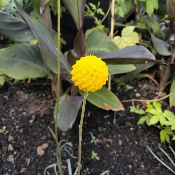 Pycnosorus globosus Flower