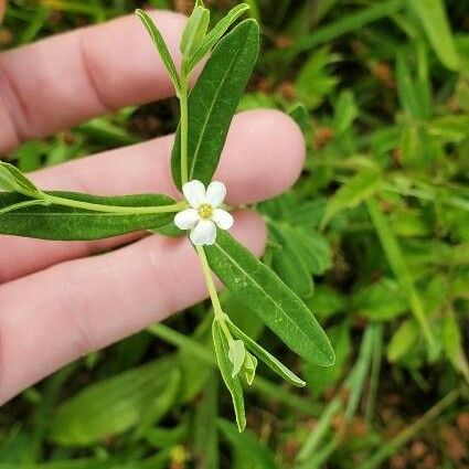 Euphorbia corollata Цвят