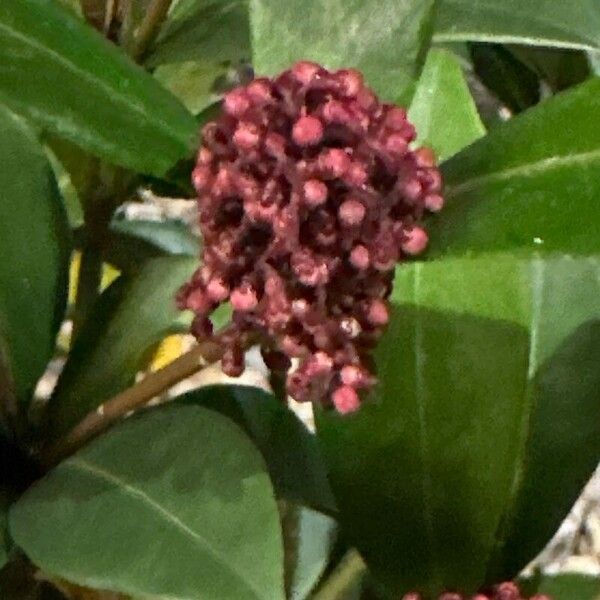 Skimmia japonica പുഷ്പം