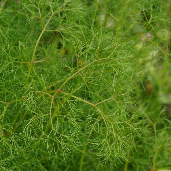 Peucedanum officinale Yaprak