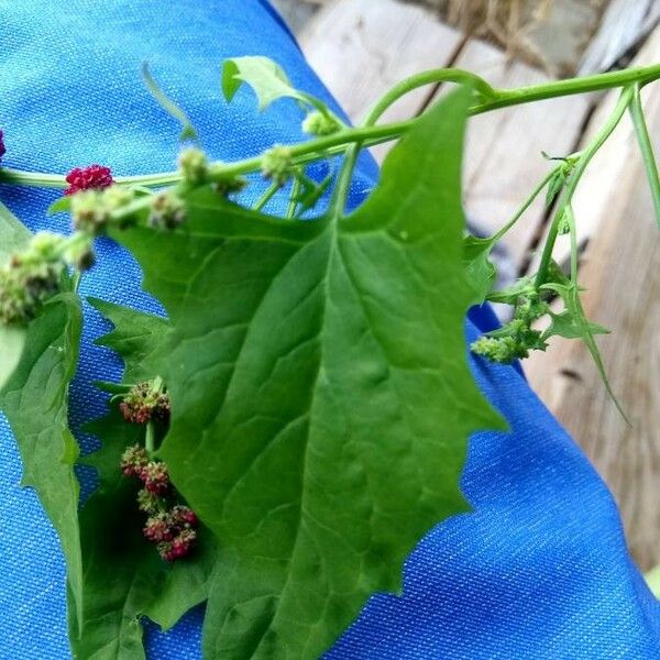 Blitum capitatum Leaf