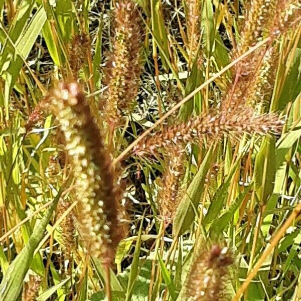 Setaria pumila പുഷ്പം