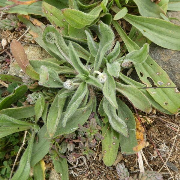 Plantago lagopus Foglia