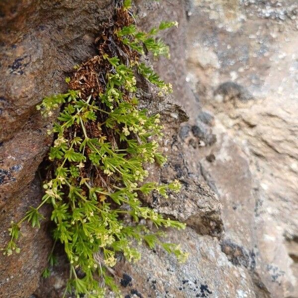 Galium tendae Fulla